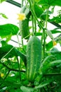 Big greeen cucumber growing in hothouse