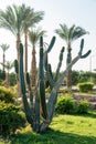 Big green african cactus on the background of tall palm trees Royalty Free Stock Photo