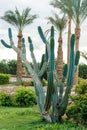 Big green african cactus on the background of tall palm trees Royalty Free Stock Photo