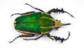 Big green african flower beetle Mecynorhina torquata close up isolated on white. Cetoniidae. Collection beetle. Coleoptera. Royalty Free Stock Photo