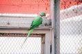 green Alexandrian collared parrot or Psittacula eupatria sits in a large cage or aviary