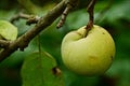 Big green apple on a branch with leaves Royalty Free Stock Photo