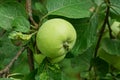 Big green apple on a branch with leaves Royalty Free Stock Photo