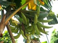 Big green banana on the banana tree. Horn banana. Royalty Free Stock Photo