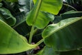 Big green banana leaves in Asia Royalty Free Stock Photo