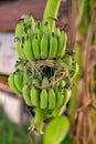 Big green banana leaves in Asia (Thailand) Royalty Free Stock Photo