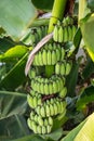 Big green banana leaves in Thailand Royalty Free Stock Photo