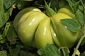 Big Green Beefsteak Tomato Royalty Free Stock Photo