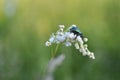 Big green beetle on a flower Royalty Free Stock Photo