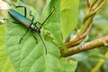 Big green beetle on green foliage in a forest Royalty Free Stock Photo