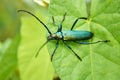 Big green beetle on green foliage in a forest Royalty Free Stock Photo