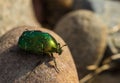 Big green beetle