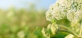 Big green bud and flowers of future seeds of poisonous plant Giant Hogweed, close up view. Dangerous plant which spreads