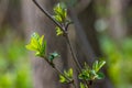 Big green buds branches. Young green leaves coming out from thick green buds. branches with new foliage illuminated by the day sun