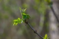 Big green buds branches. Young green leaves coming out from thick green buds. branches with new foliage illuminated by the day sun