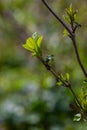 Big green buds branches. Young green leaves coming out from thick green buds. branches with new foliage illuminated by the day sun