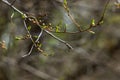 Big green buds branches. Young green leaves coming out from thick green buds. branches with new foliage illuminated by the day sun