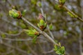 Big green buds branches. Young green leaves coming out from thick green buds. branches with new foliage illuminated by the day sun