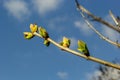 Big green buds branches. Young green leaves coming out from thick green buds. branches with new foliage illuminated by the day sun