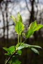 Big green buds branches. Young green leaves coming out from thick green buds. branches with new foliage illuminated by the day sun