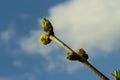 Big green buds branches. Young green leaves coming out from thick green buds. branches with new foliage illuminated by the day sun