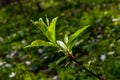 Big green buds branches. Young green leaves coming out from thick green buds. branches with new foliage illuminated by the day sun