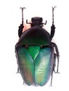 big green bug isolated Royalty Free Stock Photo