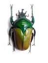 big green bug isolated Royalty Free Stock Photo