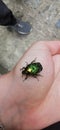 Big green bugs