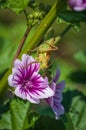 Big green bush cricket Tettigonia cantans sitting on the branch of malva plant