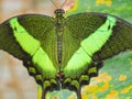 Big green butterfly Emerald Swallowtail, close up photo to wings Royalty Free Stock Photo