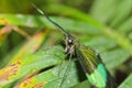 Big green butterfly Emerald Swallowtail, photo to eyes, Papilio