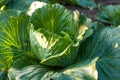 Big green cabbage in the garden. Cabbage grown in the field is ready for harvest