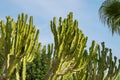 Big green cacti close-up against a blue sky. Suitable plants for warm, dry climates Royalty Free Stock Photo