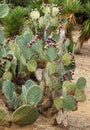 The big green cactus Royalty Free Stock Photo