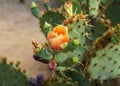 The big green cactus Royalty Free Stock Photo