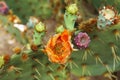 The big green cactus Royalty Free Stock Photo