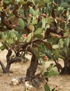 The big green cactus Royalty Free Stock Photo