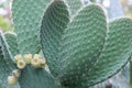 Big green cactus plant with thorn Royalty Free Stock Photo