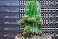 Big green cactus in a pot on a background of computer servers and switches Royalty Free Stock Photo