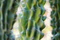 Big green cactus with thorns outdoor in desert. Plant cactus with spines. Nature, floral background Royalty Free Stock Photo