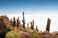 Big green cactuses on Incahuasi island, Salar de Uyuni salt flat, Altiplano, Bolivia Royalty Free Stock Photo