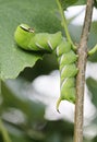 Big green caterpillar Royalty Free Stock Photo