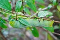 The big green caterpillar creeps on a green plant in the garden.