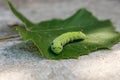 big green caterpillar Deilephila elpenor on a green leaf Royalty Free Stock Photo