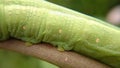 big green caterpillar eating leaves. Close-up shot. Macro shot. The foot of the worm is clearly visible Royalty Free Stock Photo