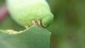 big green caterpillar eating leaves. Close-up shot. Macro shot. The foot of the worm is clearly visible Royalty Free Stock Photo