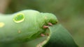 big green caterpillar eating leaves. Close-up shot. Macro shot. The foot of the worm is clearly visible Royalty Free Stock Photo