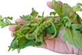 Big green caterpillar eating tomato leaves on hand Royalty Free Stock Photo