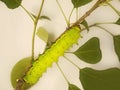 A big green caterpillar of Indian moon moth, Actias selene, on a tree branch